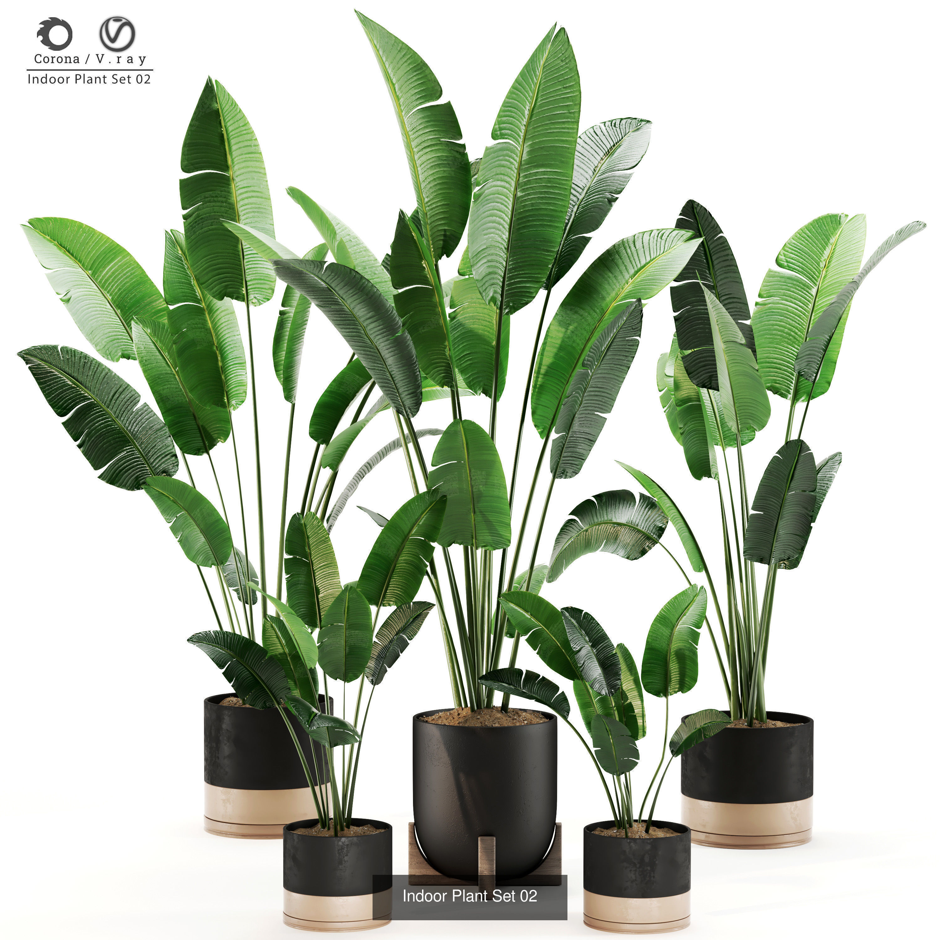 Interior plant Collection _7