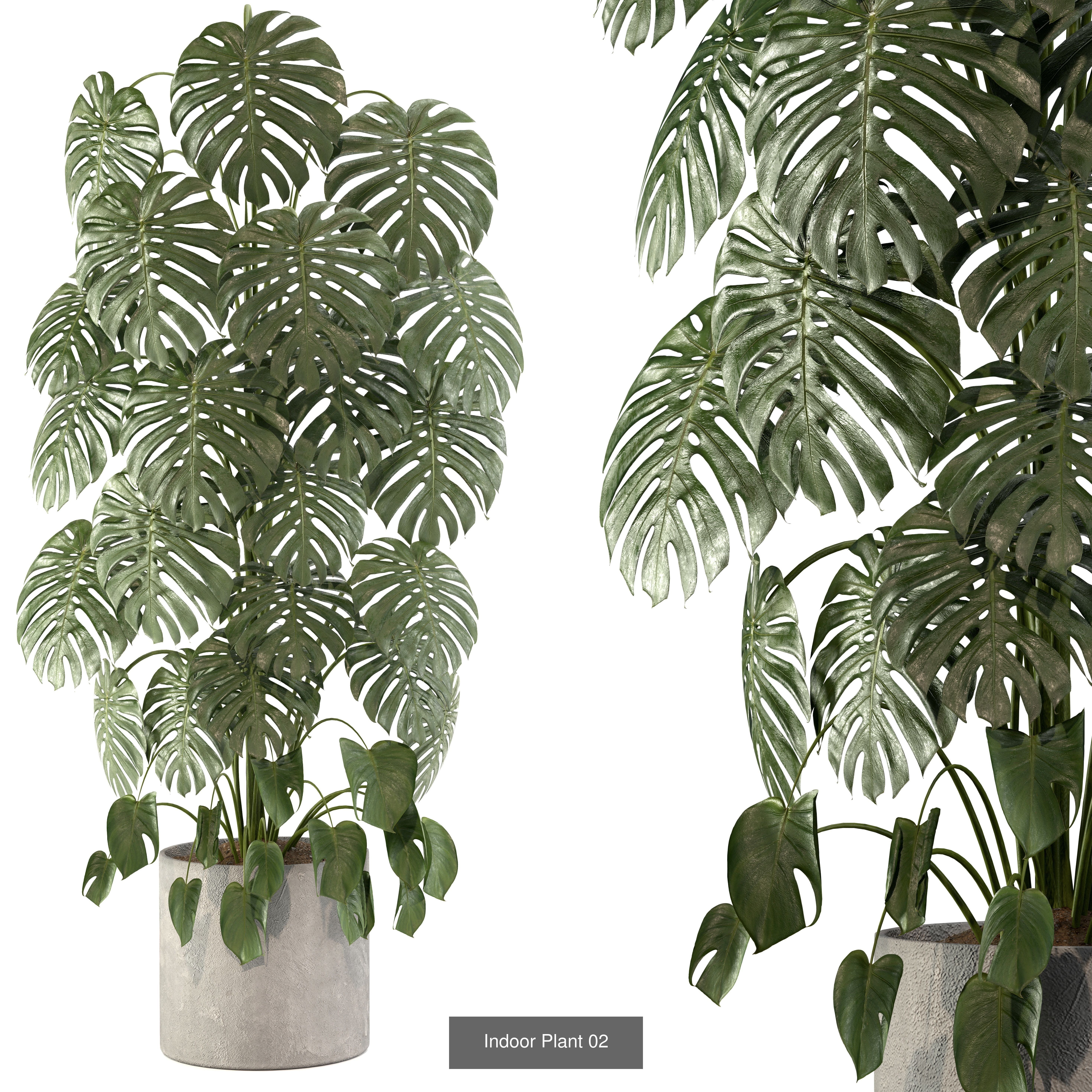 Interior plant Collection _2