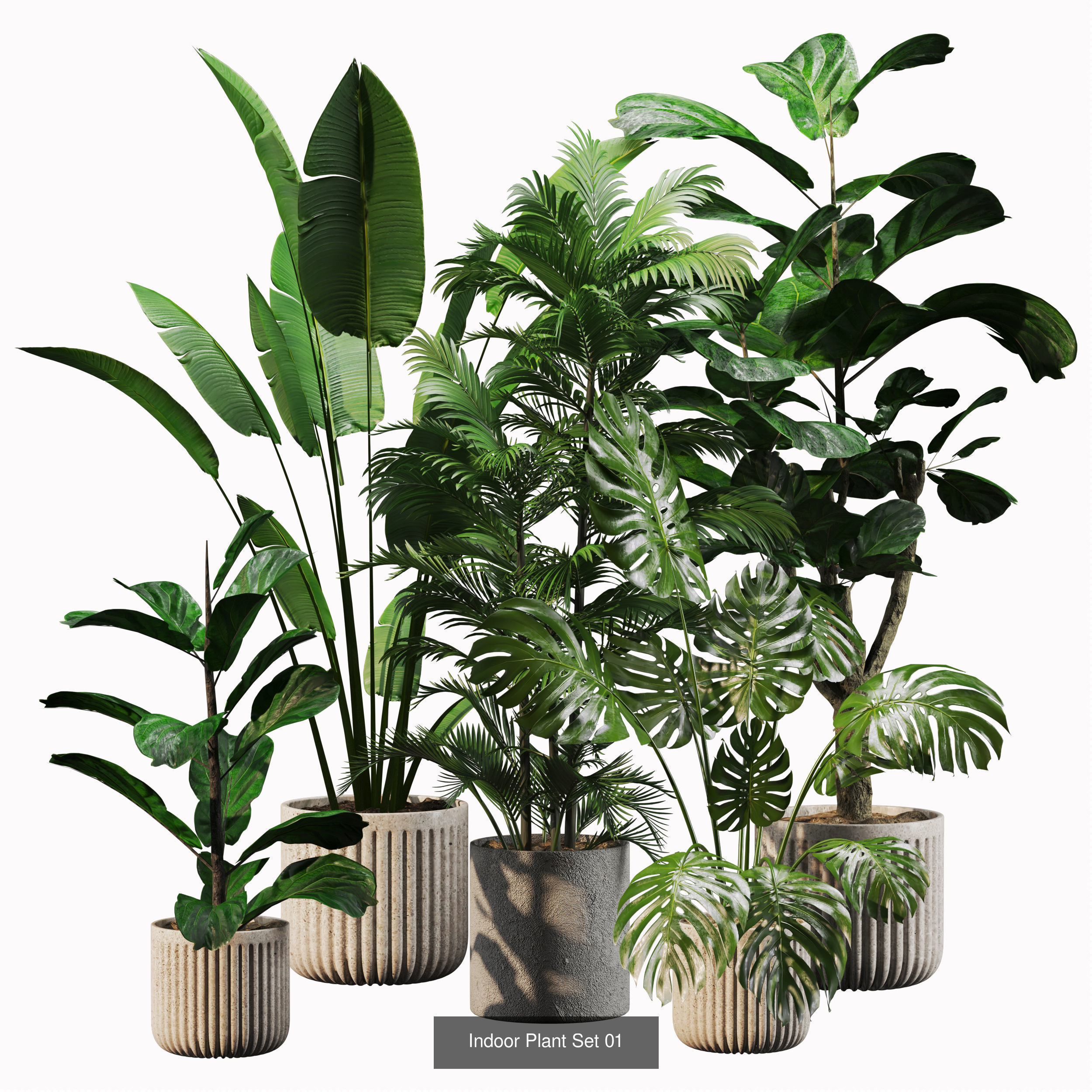 Interior plant Collection _1
