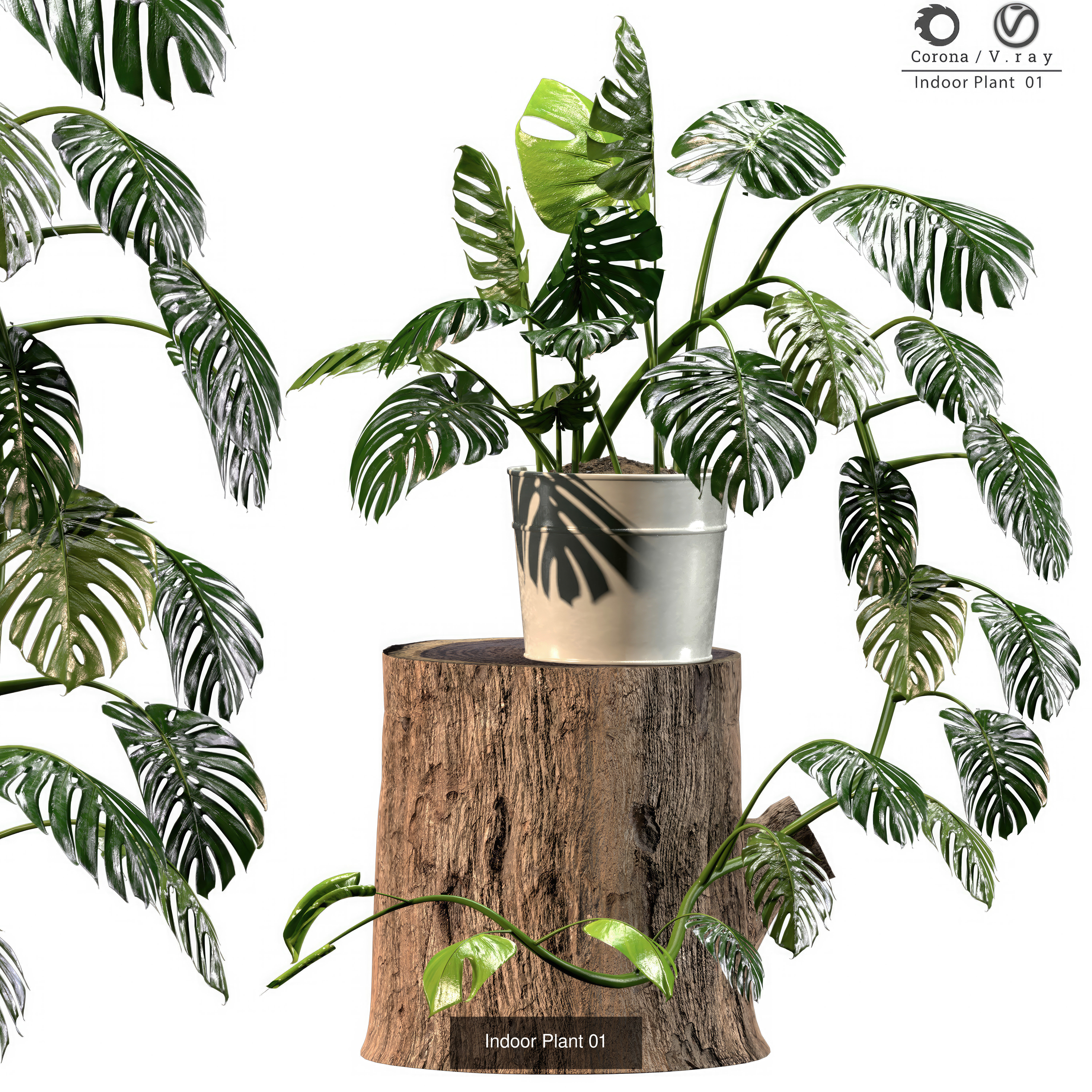 Interior plant Collection _6