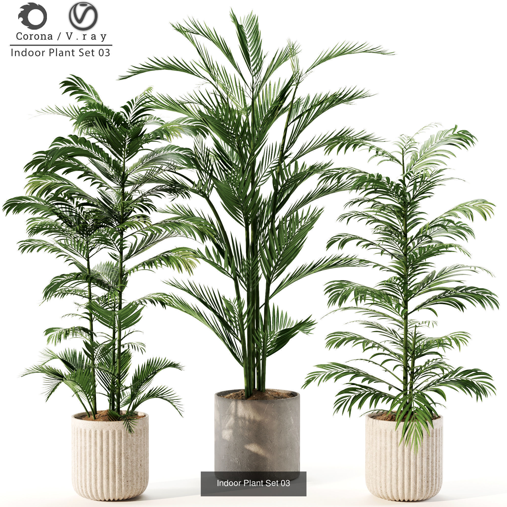 Interior plant Collection _5