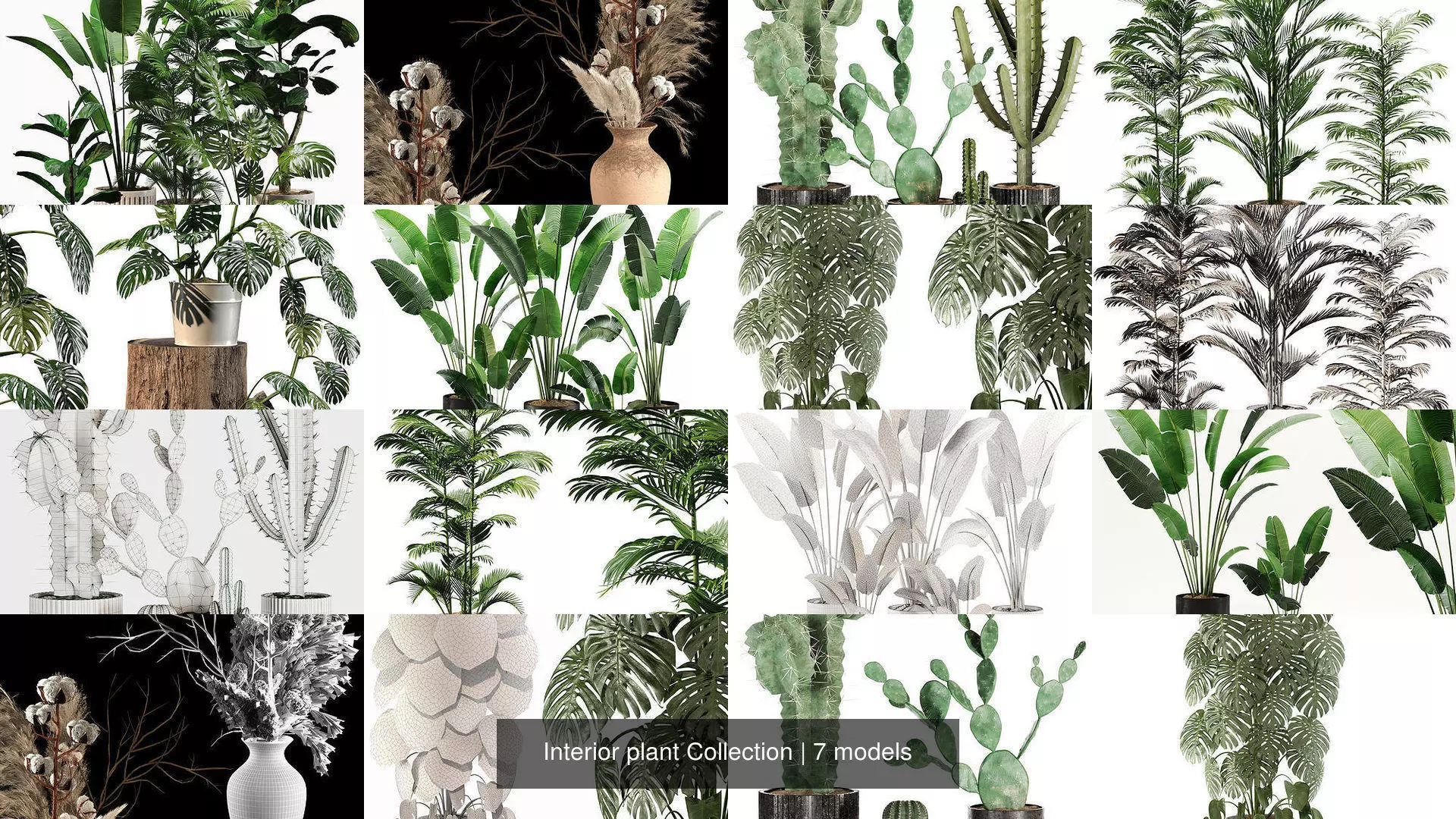 Interior plant Collection _0