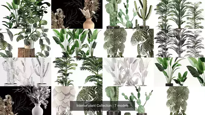 Interior plant Collection 