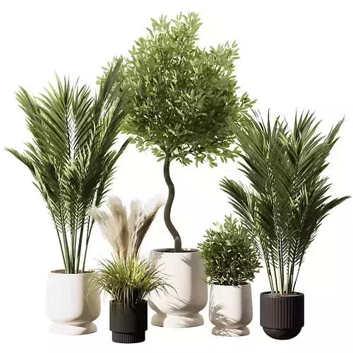Indoor Plant Set V8 Palm Olive Pampas
