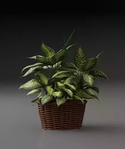 Plant