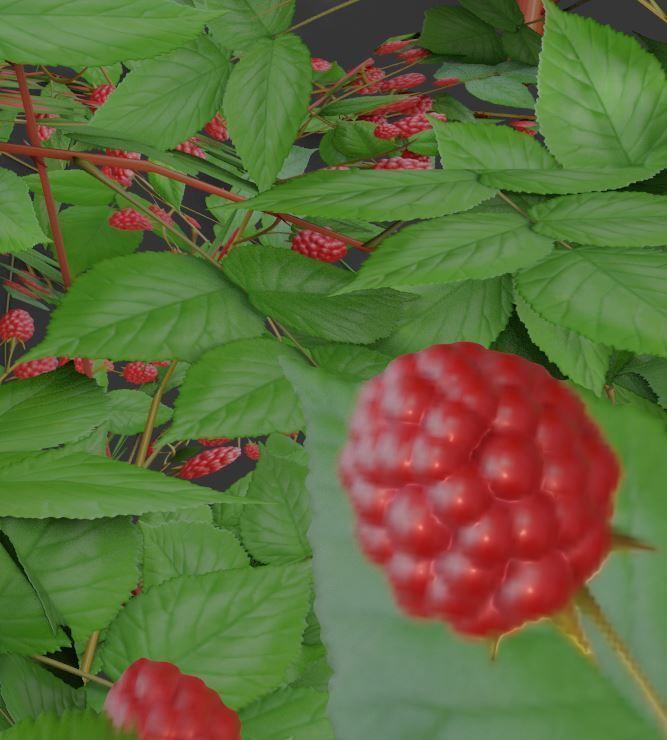 Low-Poly Rasberry Bushes and Hedges Low-poly 3D model_1