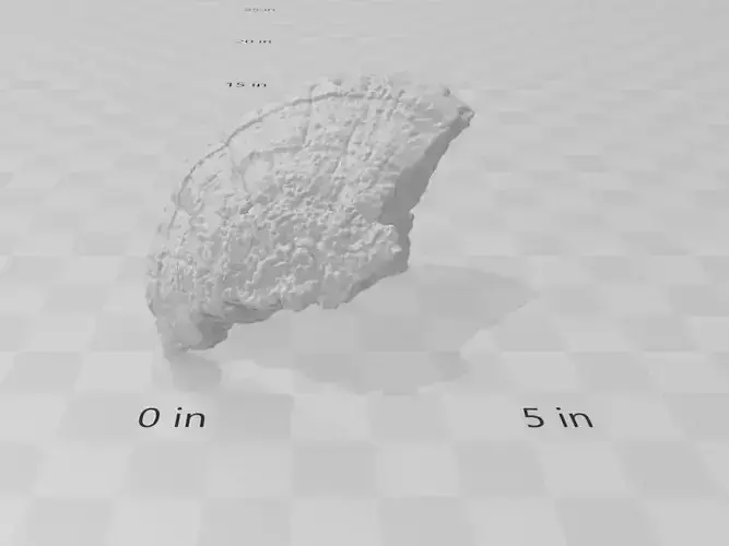 Fungus - Shelf Mushroom 1 3D print model