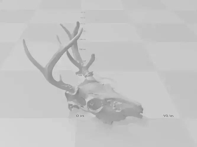 Skull - NonTypical Whitetail Buck