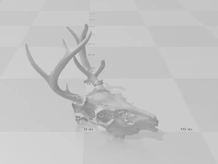 Skull - NonTypical Whitetail Buck 3D print model