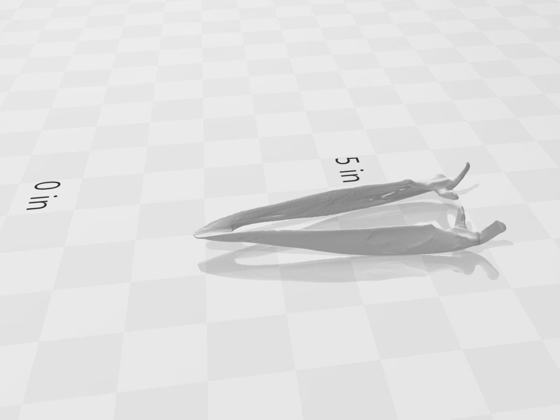 Skull - Wild Eastern Turkey 3D print model_1