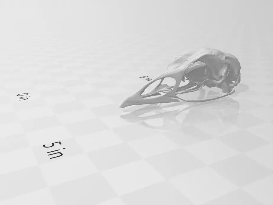 Skull - Wild Eastern Turkey 3D print model_0