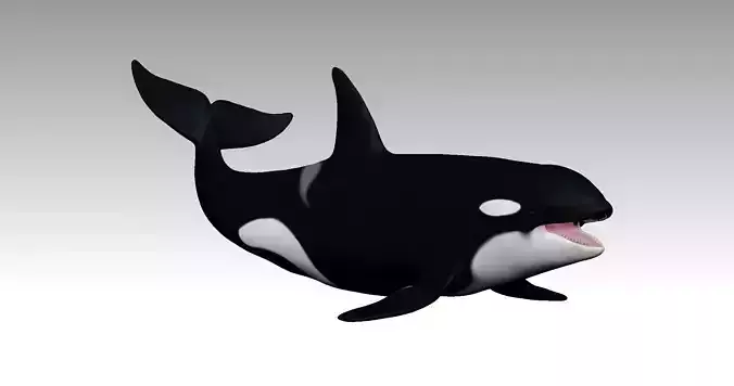 North atlantic killer whale 3D print model