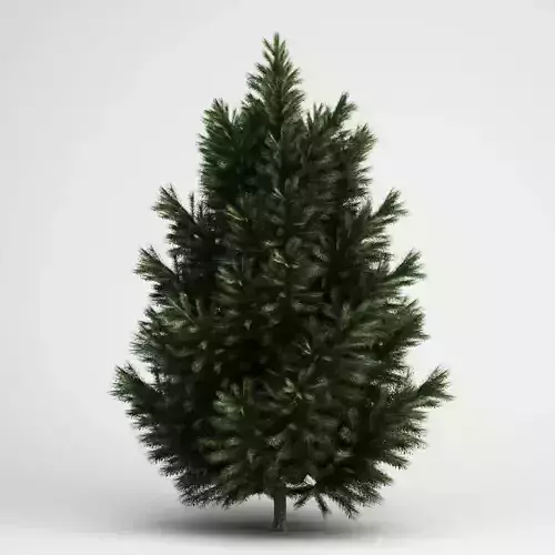 European Black Pine 23