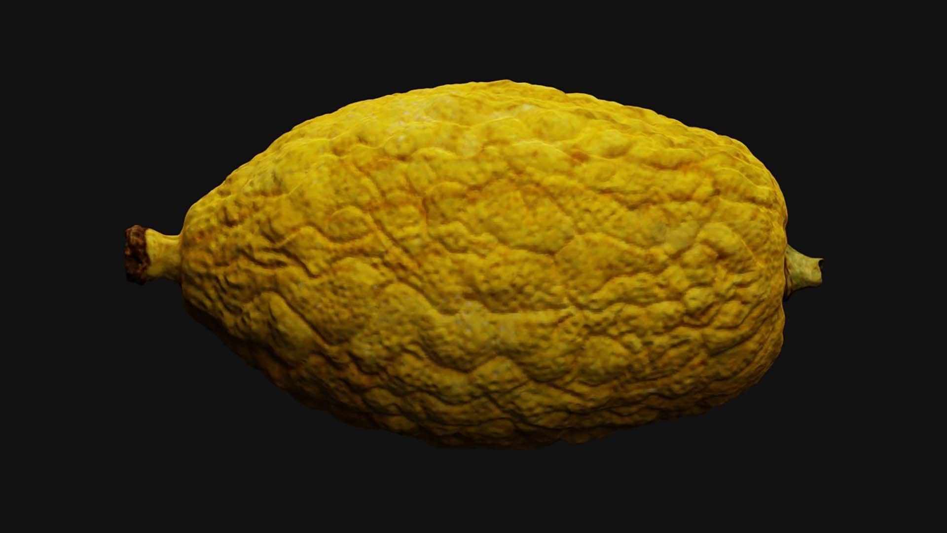Etrog - Citrus medica 3D model_2