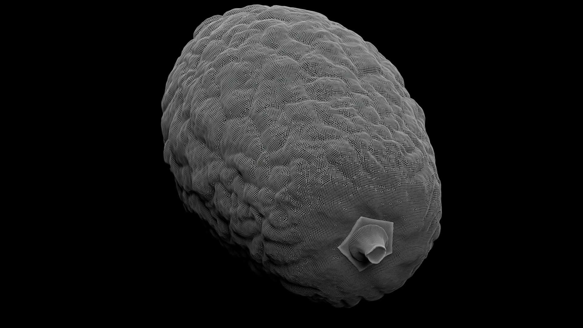 Etrog - Citrus medica 3D model_15