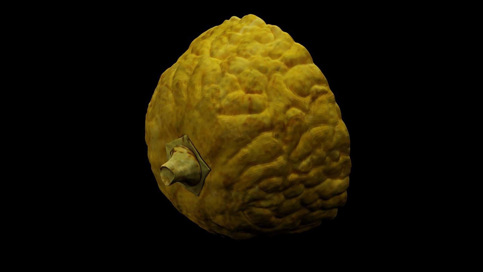 Etrog - Citrus medica 3D model_6
