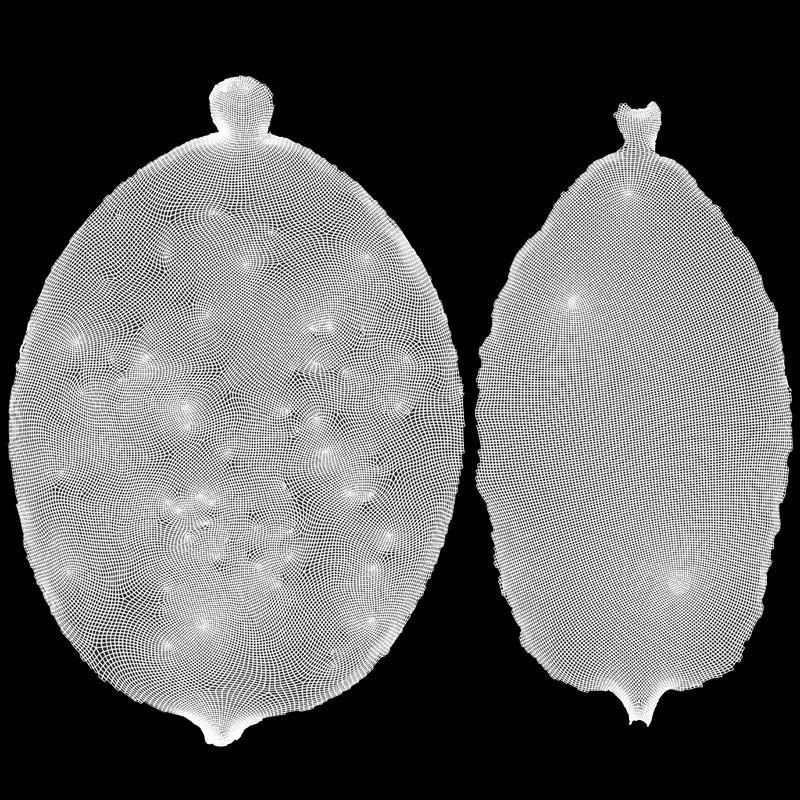 Etrog - Citrus medica 3D model_19