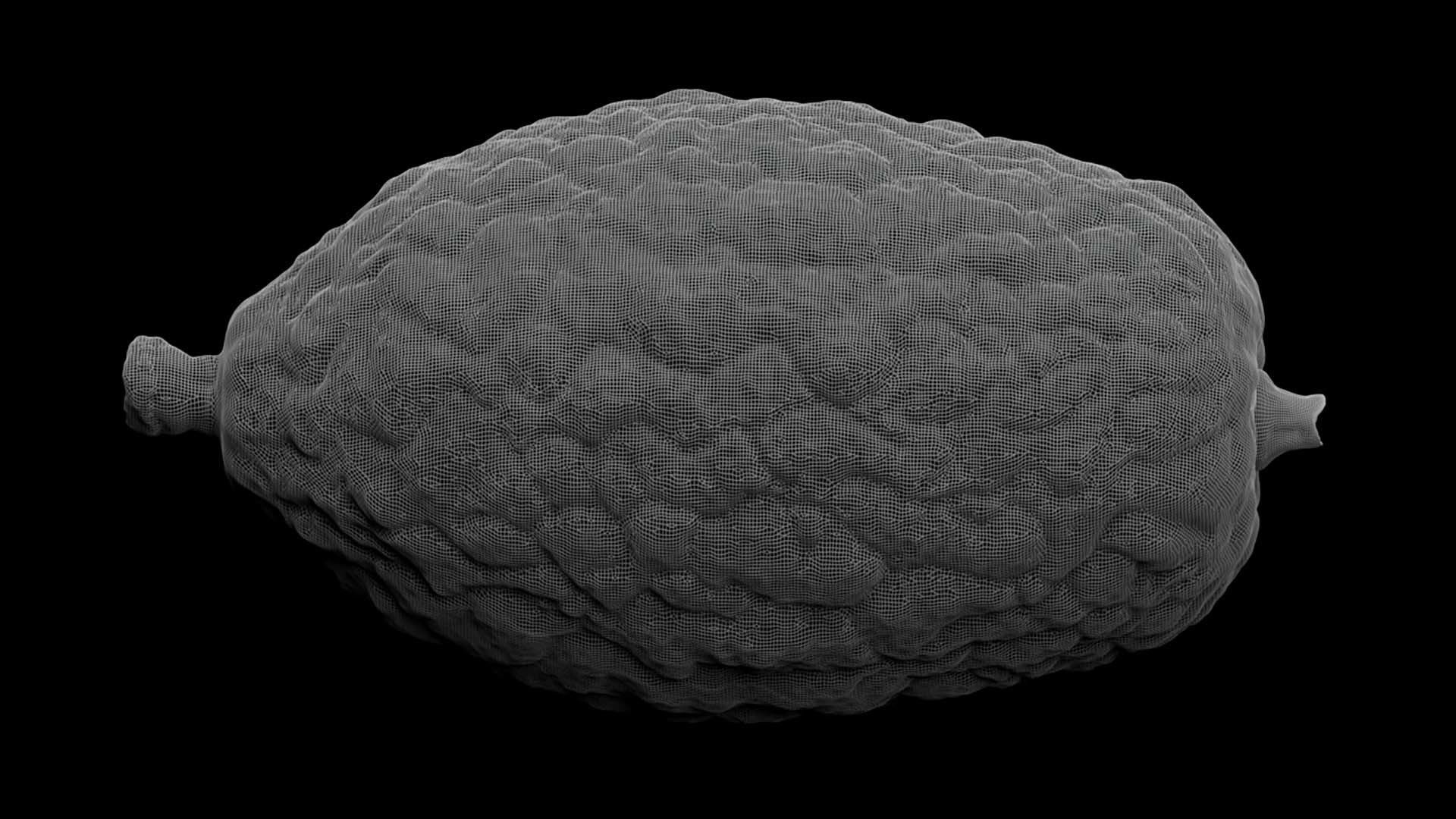 Etrog - Citrus medica 3D model_14