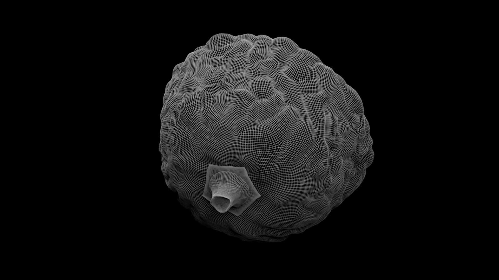 Etrog - Citrus medica 3D model_12