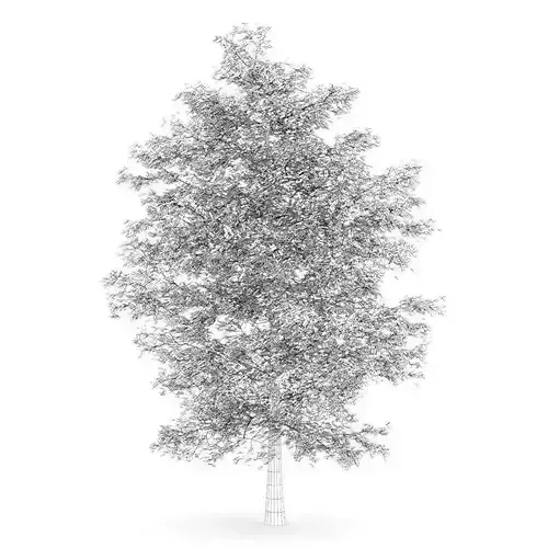 Common Lime 10M Autumn