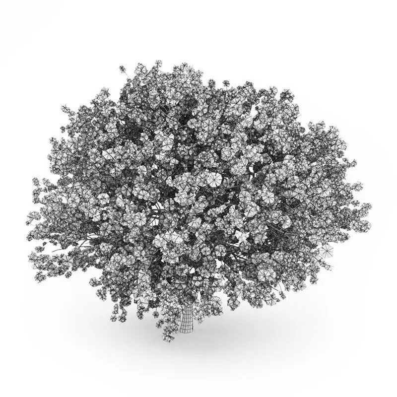 Judas Tree 3D model_0