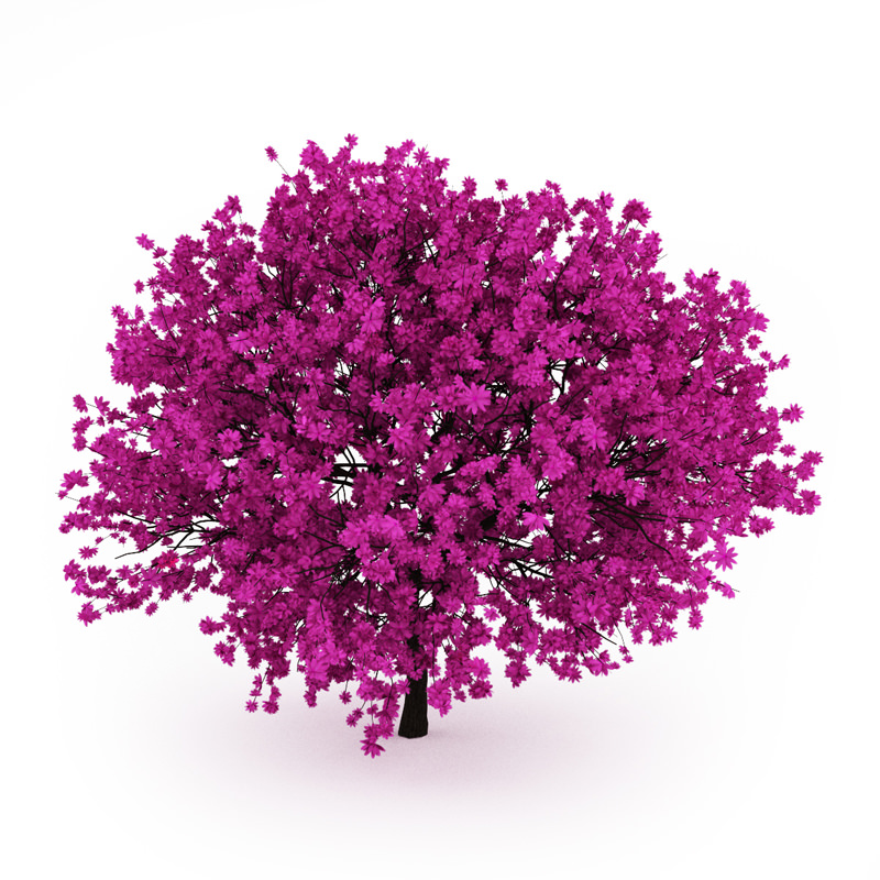 Judas Tree 3D model_2