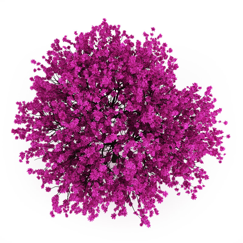 Judas Tree 3D model_3