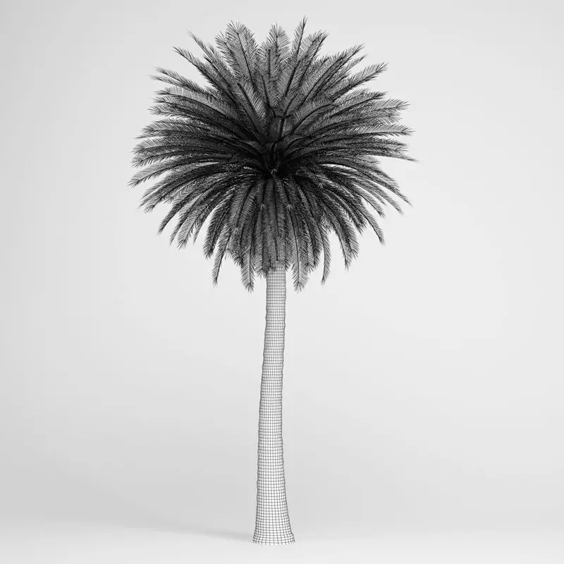 Canary Island Date Palm 3D model