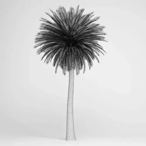 Canary Island Date Palm