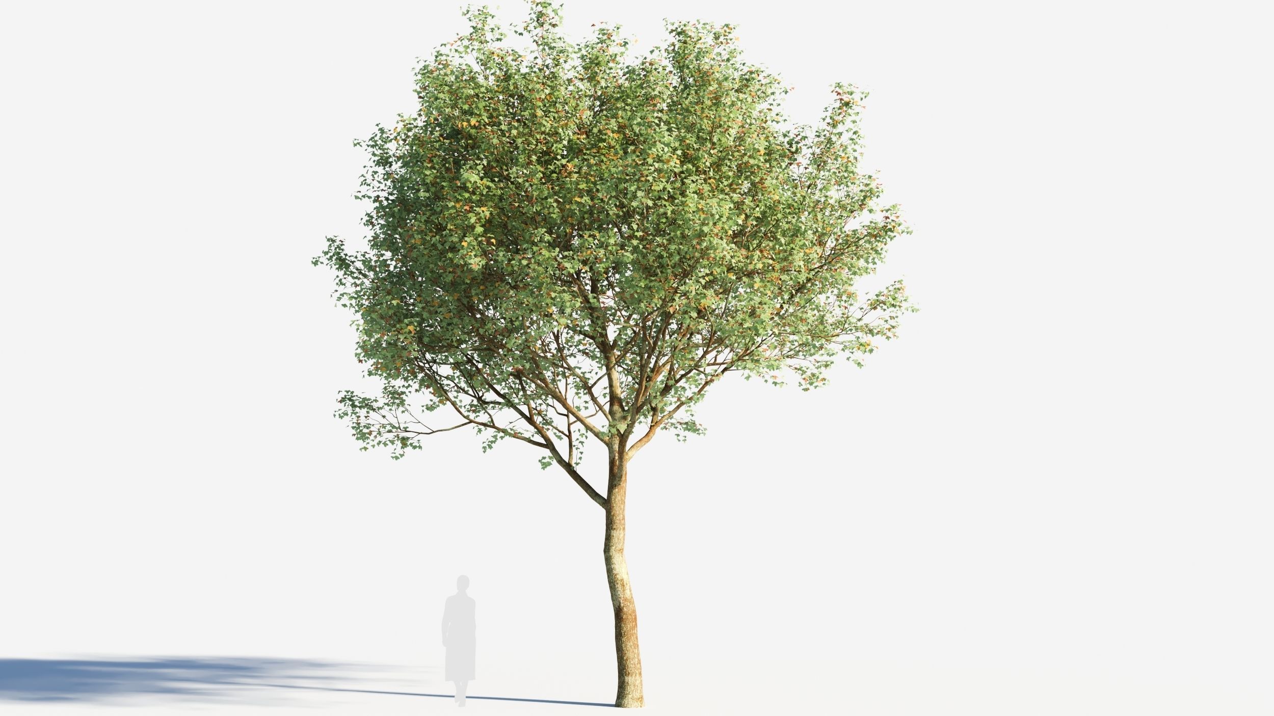 Acer monspessulanum tree-2 3D model_4