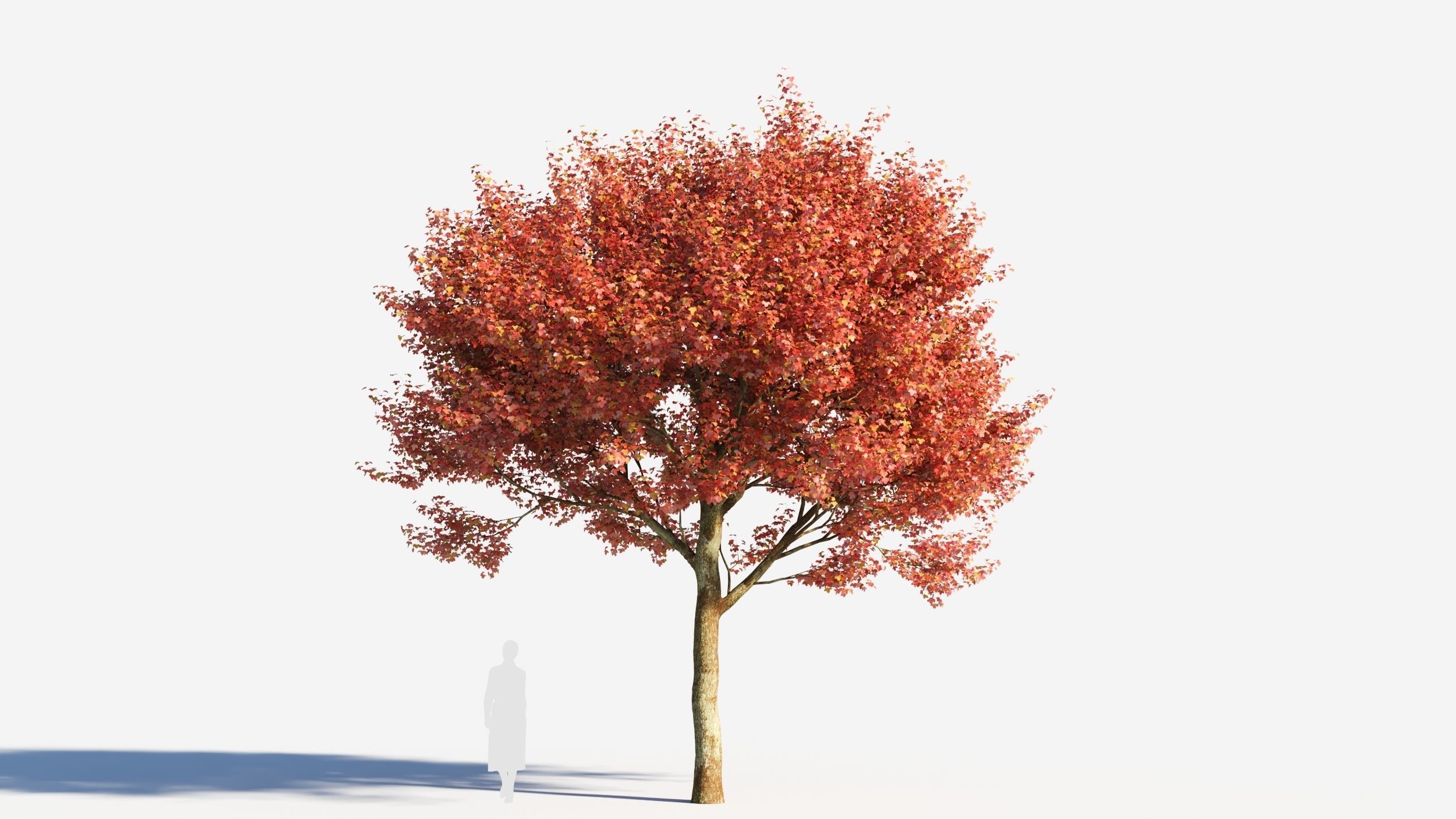 Acer monspessulanum tree-2 3D model_6