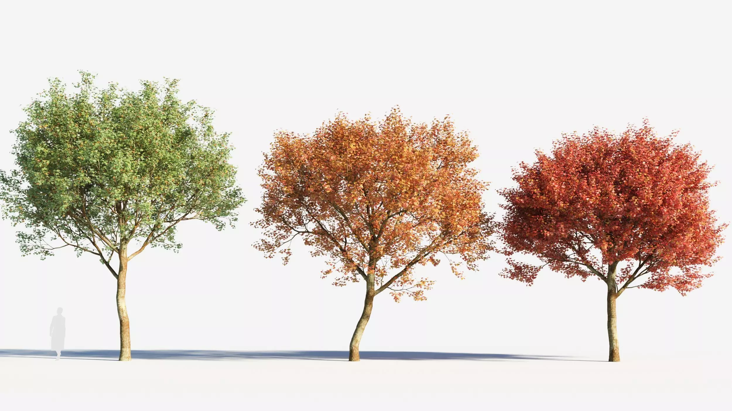Acer monspessulanum tree-2 3D model_0
