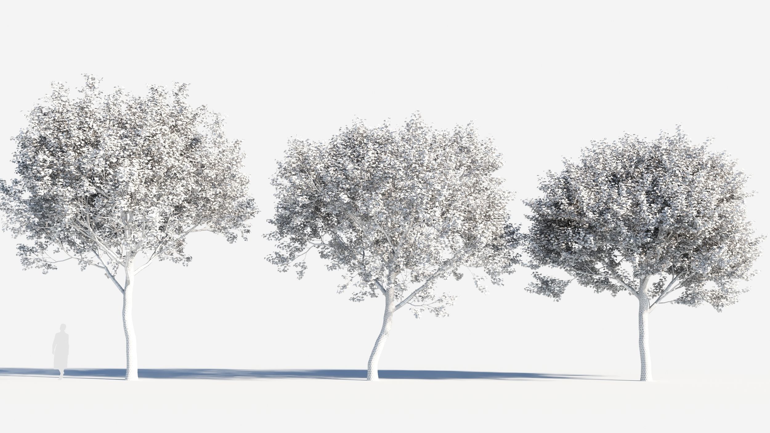 Acer monspessulanum tree-2 3D model_7