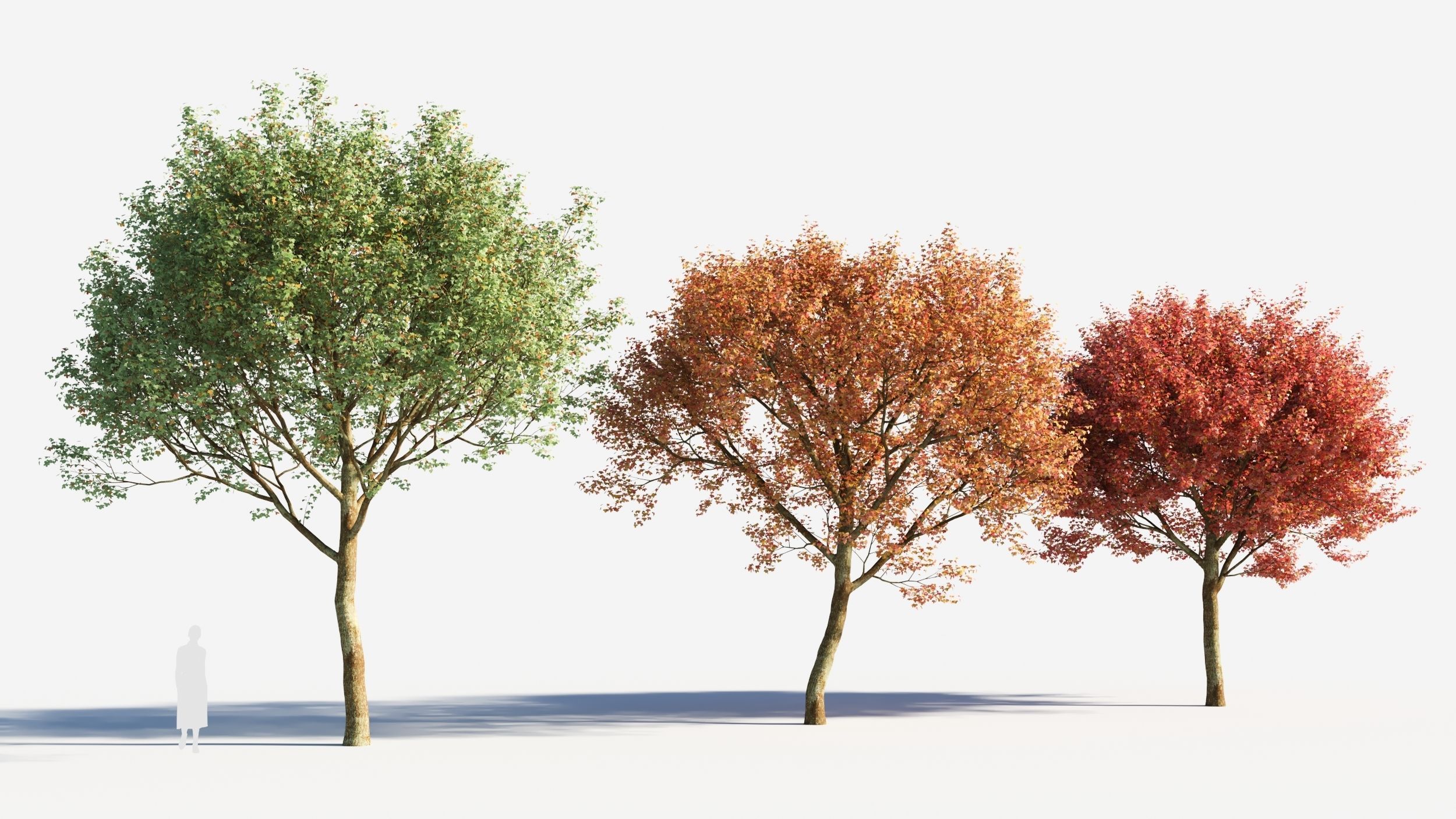 Acer monspessulanum tree-2 3D model_1