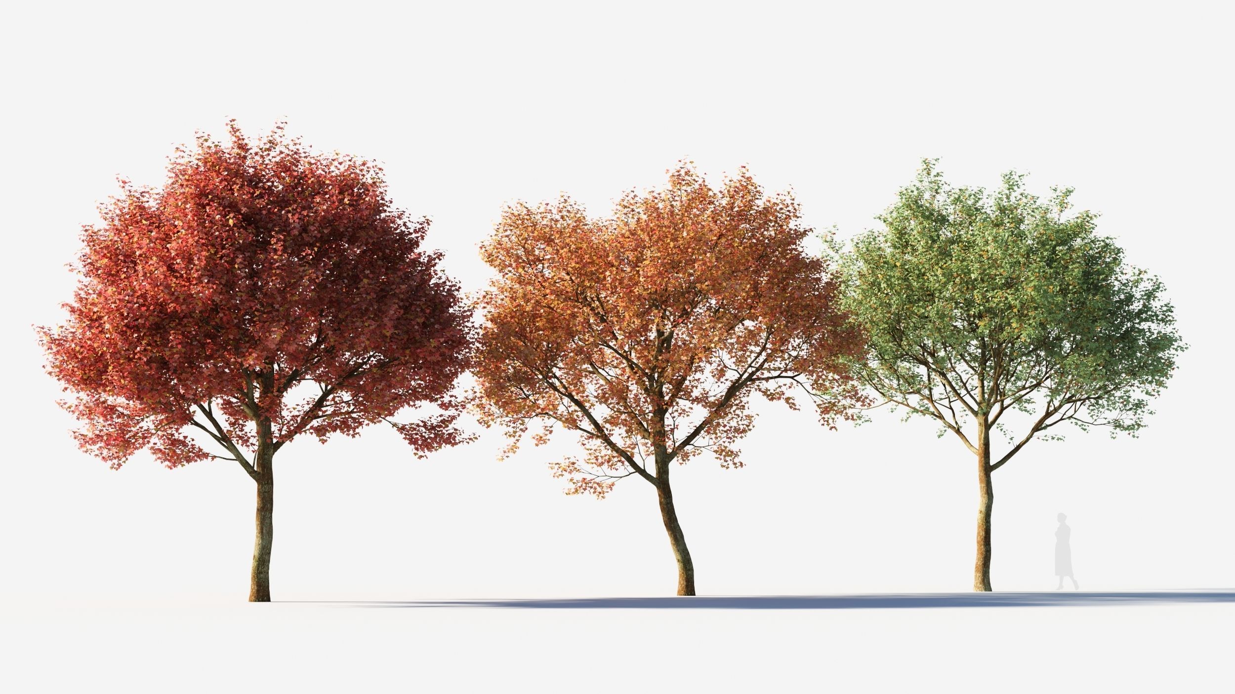 Acer monspessulanum tree-2 3D model_2
