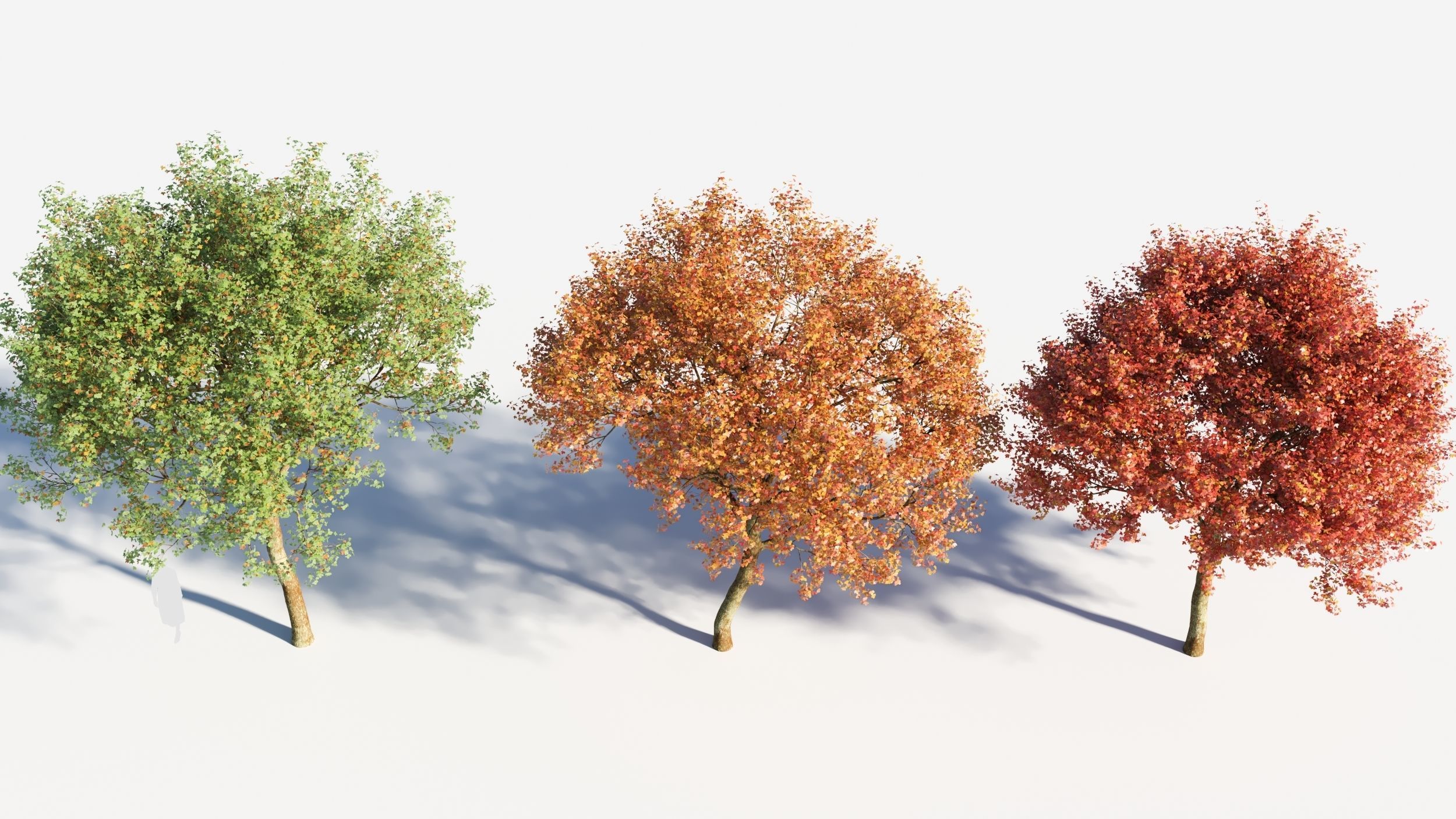 Acer monspessulanum tree-2 3D model_3