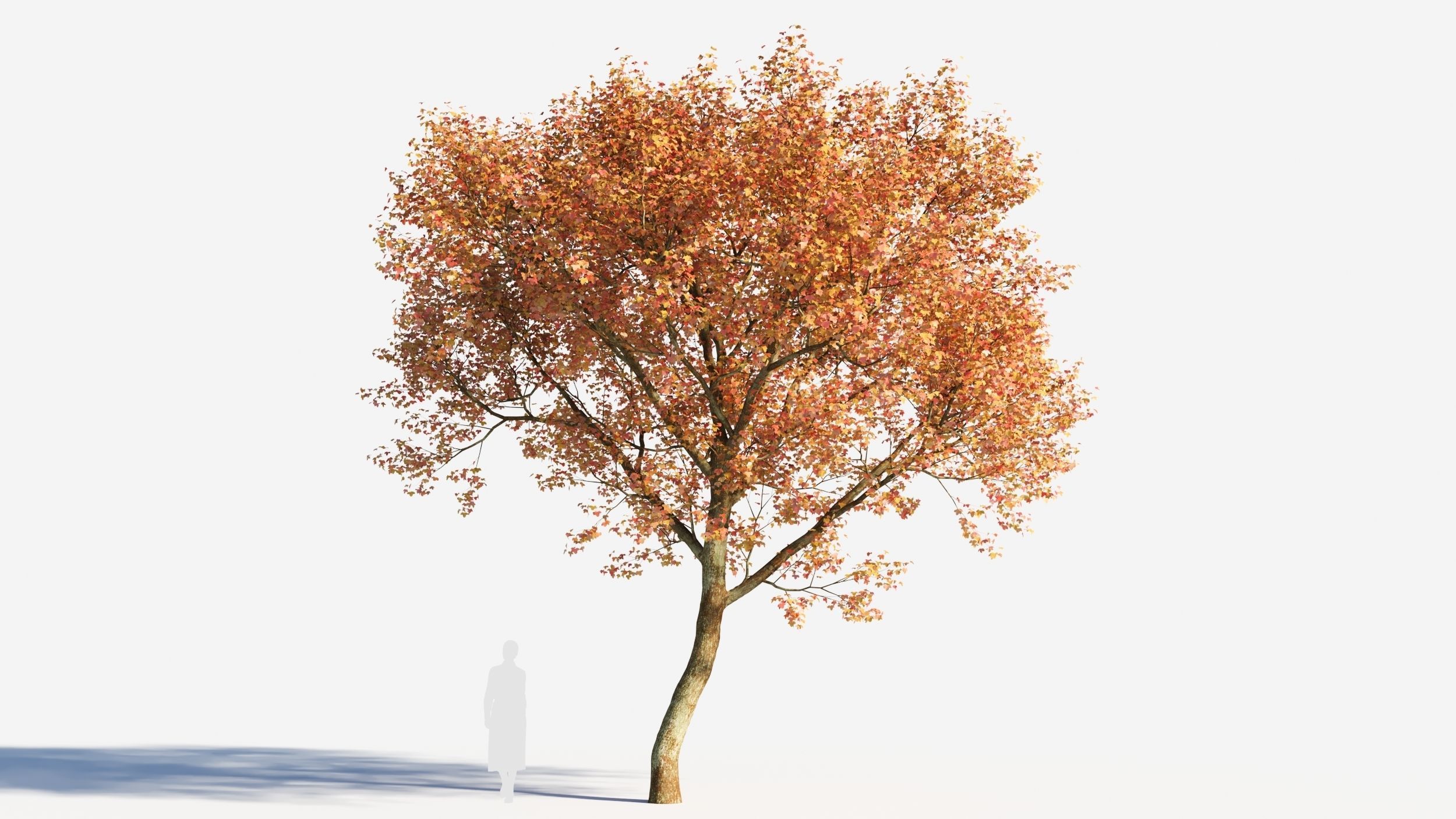 Acer monspessulanum tree-2 3D model_5