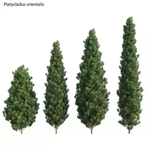 Platycladus orientalis - Biota orientalis - Thuja orientalis