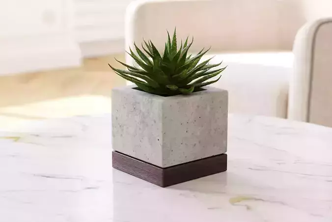 Small Aloes in concrete pot 3D model