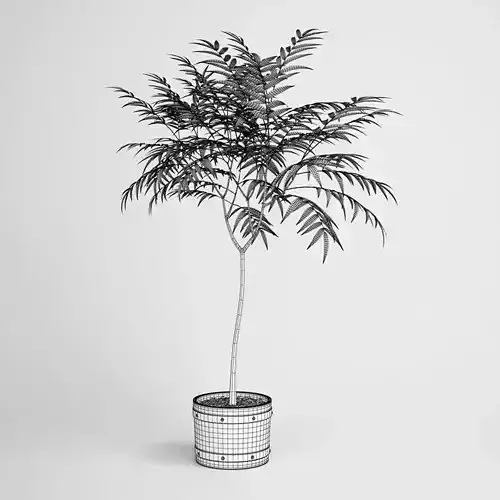 Potted Tree 19