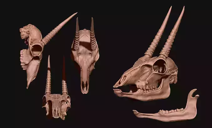 Ourebia ourebi - Oribi Skull CNC and 3D print model