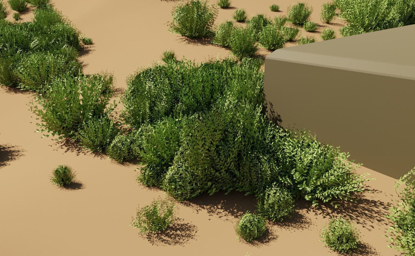 11 Privet Plants Ligustrum Low-poly 3D model_16