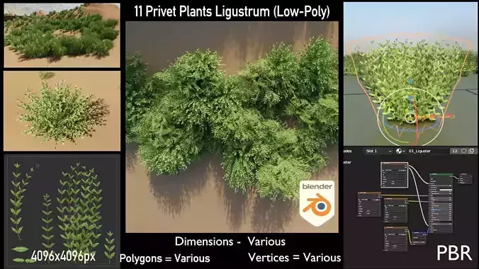 11 Privet Plants Ligustrum Low-poly 3D model