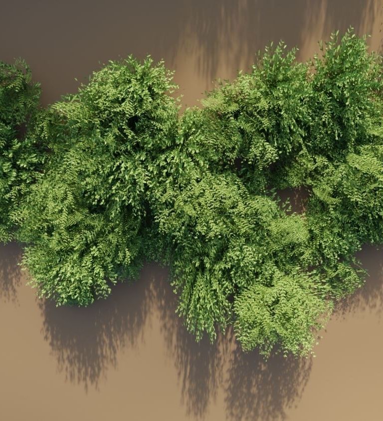 11 Privet Plants Ligustrum Low-poly 3D model_4