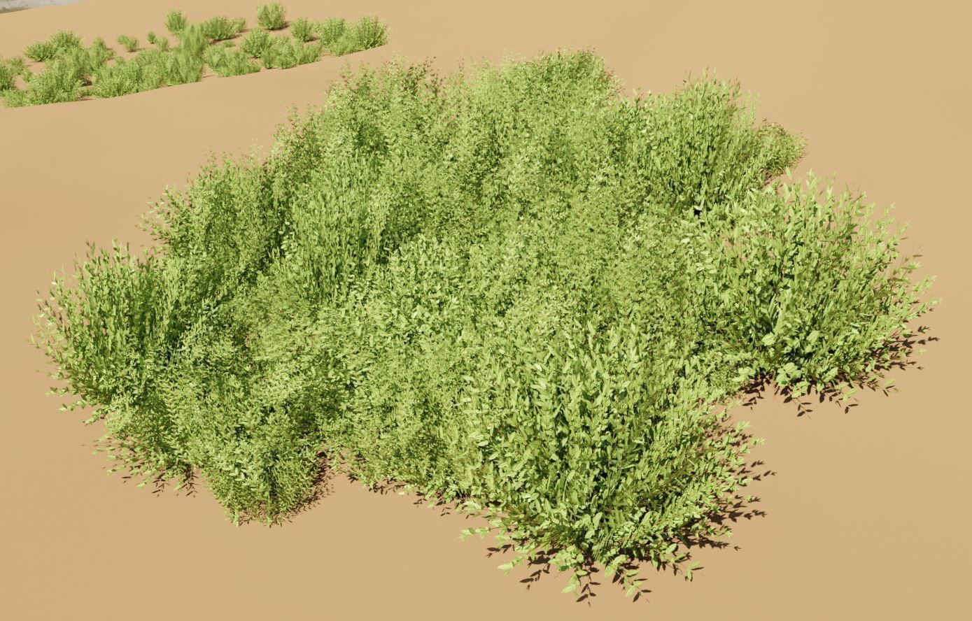 11 Privet Plants Ligustrum Low-poly 3D model_15