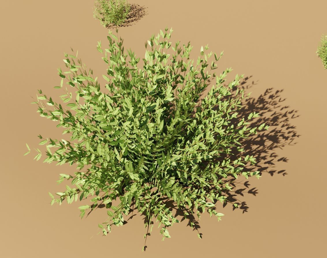 11 Privet Plants Ligustrum Low-poly 3D model_2
