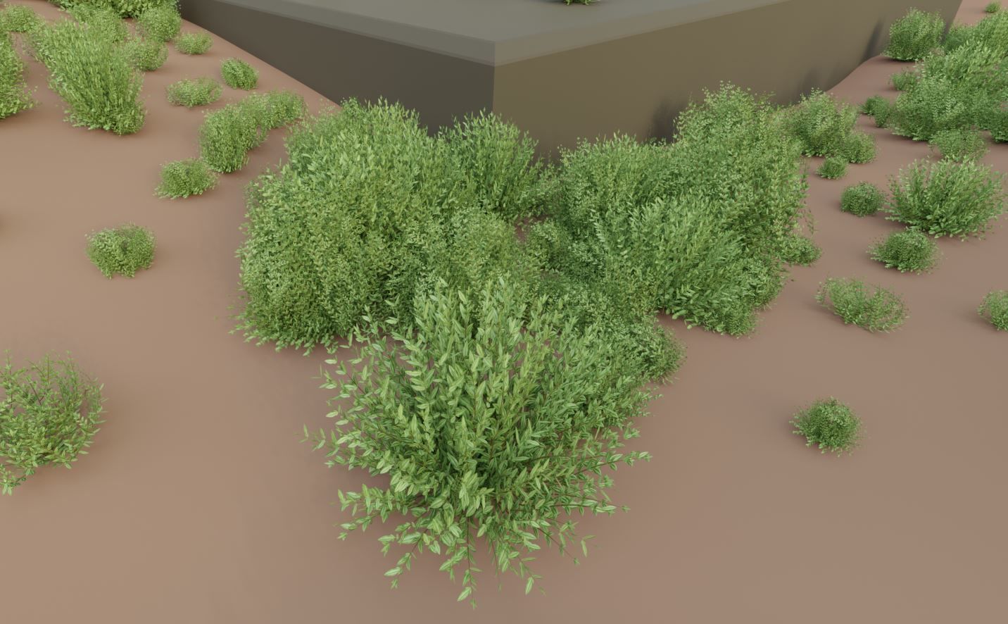 11 Privet Plants Ligustrum Low-poly 3D model_18