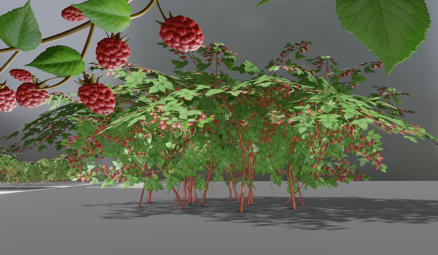 Privet Ligustrum - Rasberry - Blackberry Bushes and Hedges 3D Model Collection_56