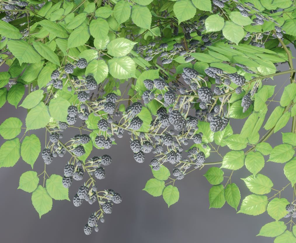 Privet Ligustrum - Rasberry - Blackberry Bushes and Hedges 3D Model Collection_33