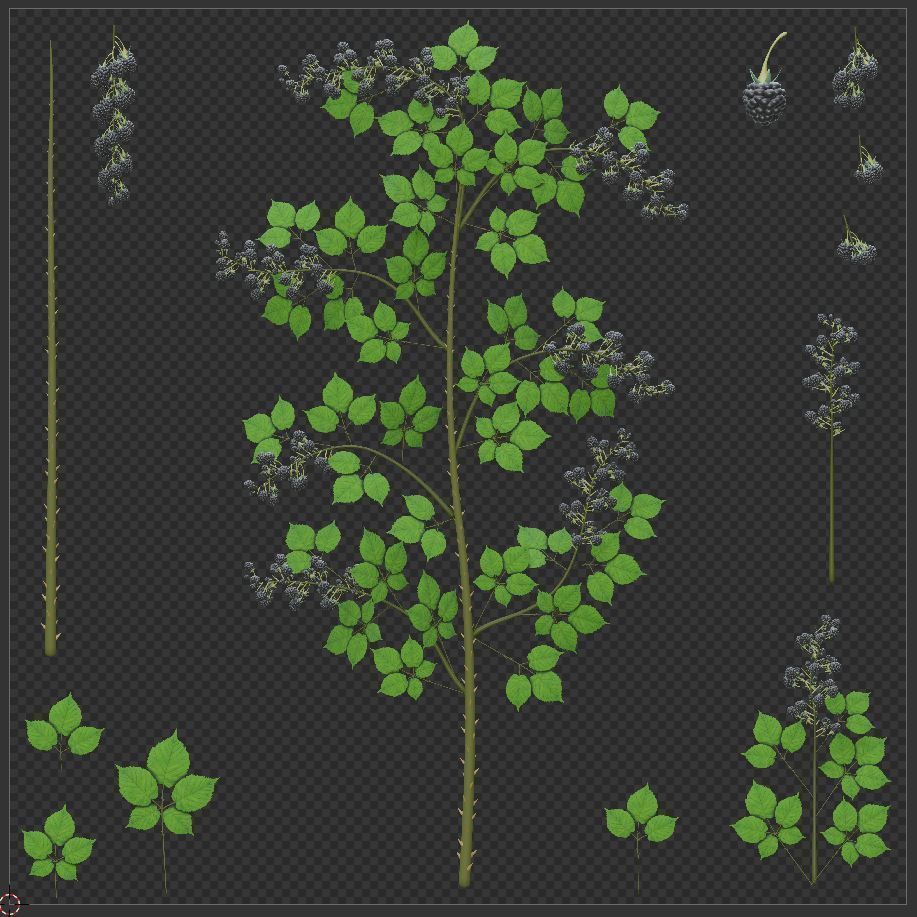 Privet Ligustrum - Rasberry - Blackberry Bushes and Hedges 3D Model Collection_28